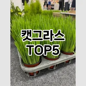 인기 많은 캣그라스 추천 TOP 5!!